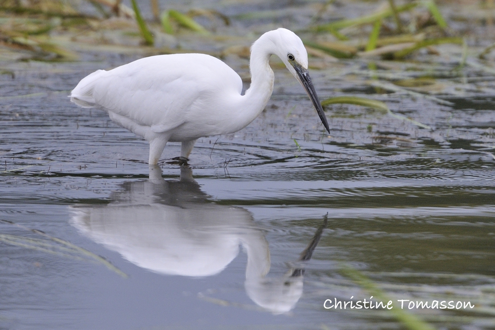 Zoom sur l'Aigrette garzette