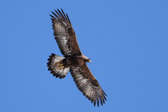 Aigle royal, en vol © Didier Freychet