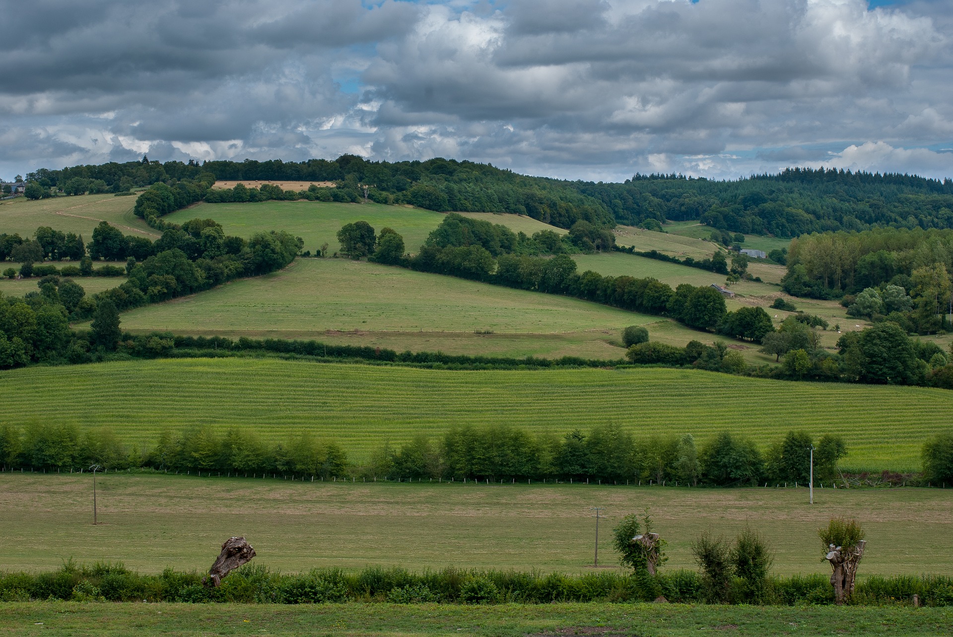 paysage agricole haie