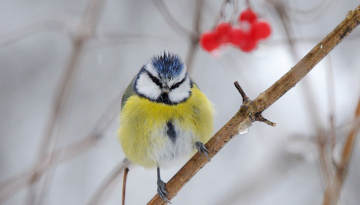 Nourrir les oiseaux de son jardin en hiver