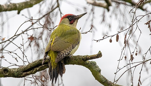 Balade découverte des oiseaux du printemps