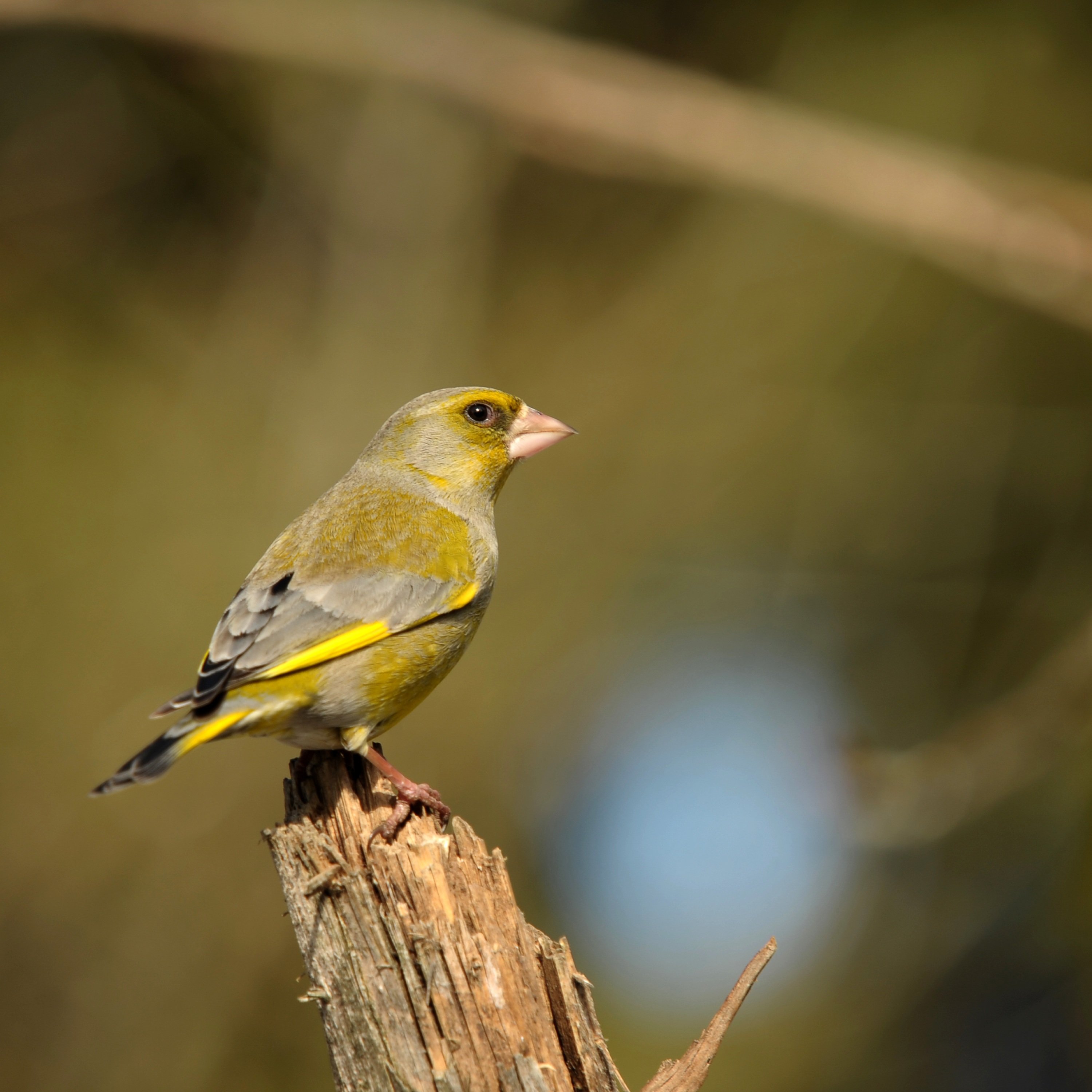 Verdier d'Europe (Chloris chloris) © Pixabay