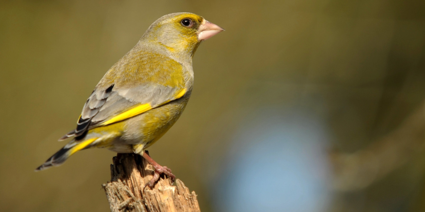 Verdier d'Europe (Chloris chloris) / Pixabay