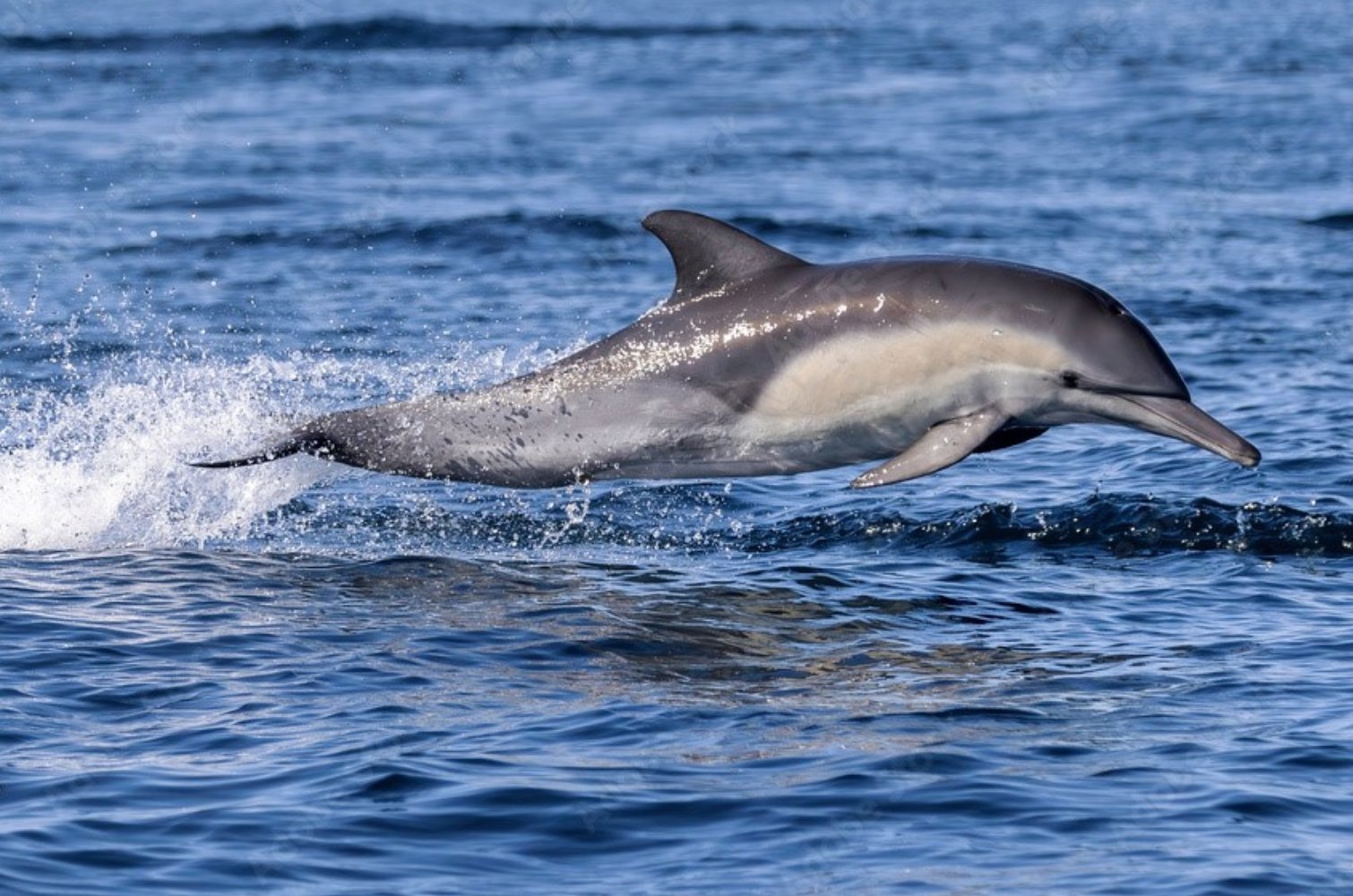 Dauphins : le Conseil d’Etat rejette les (trop) nombreuses dérogations à l’interdiction de la pêche