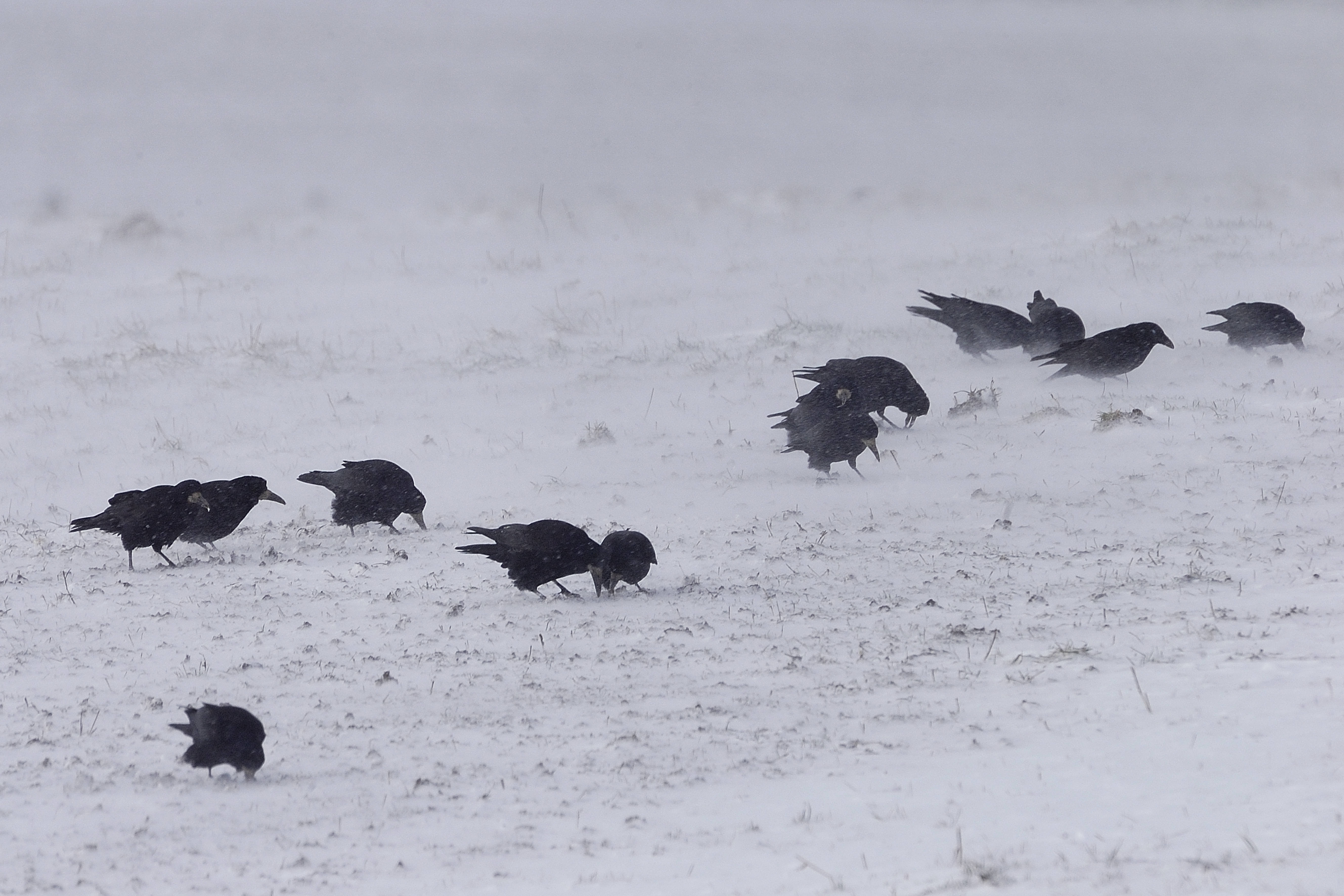 Corbeaux freux cherchant de la nourriture dans un sol enneigé