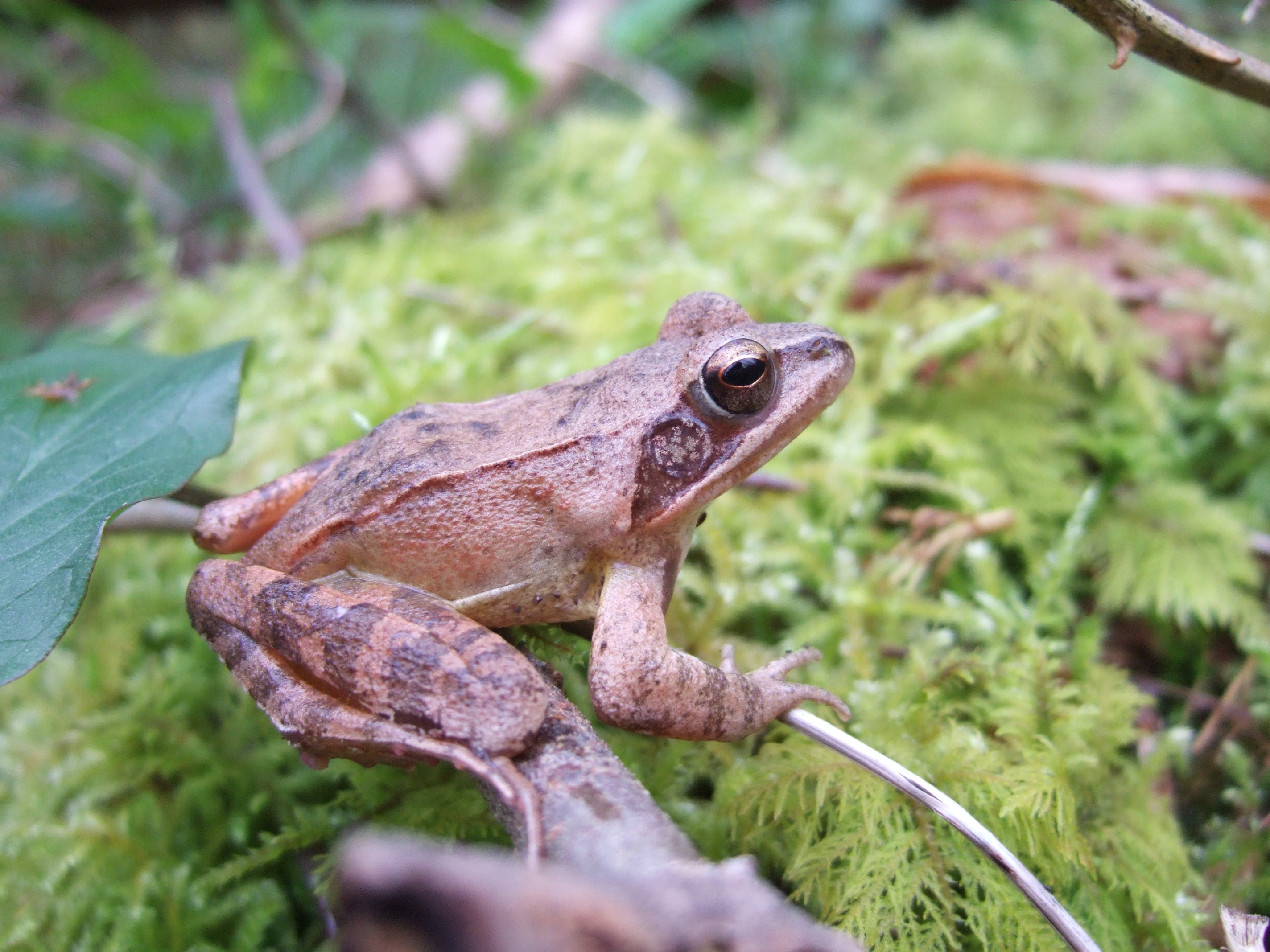 Grenouille agile hors de l'eau