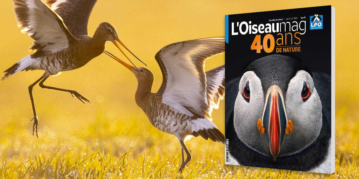 L’OISEAU MAG N°160 - Spécial 40 ans Automne 2025 - Parution mi-octobre
