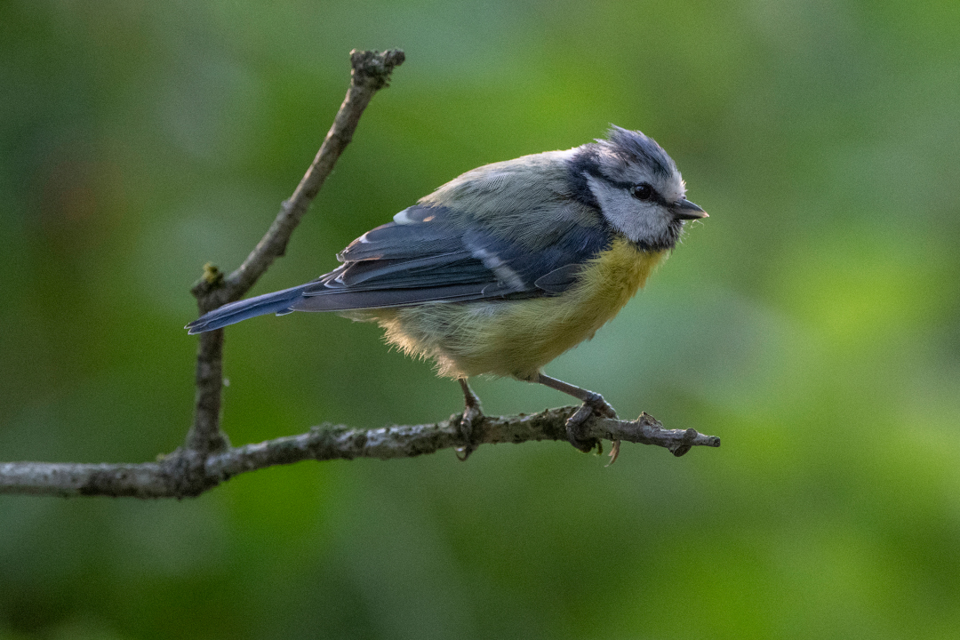 Mésange bleue posée sur une branche