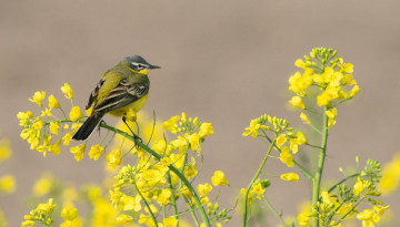 Participez au Webinaire « Suivi des Oiseaux communs »