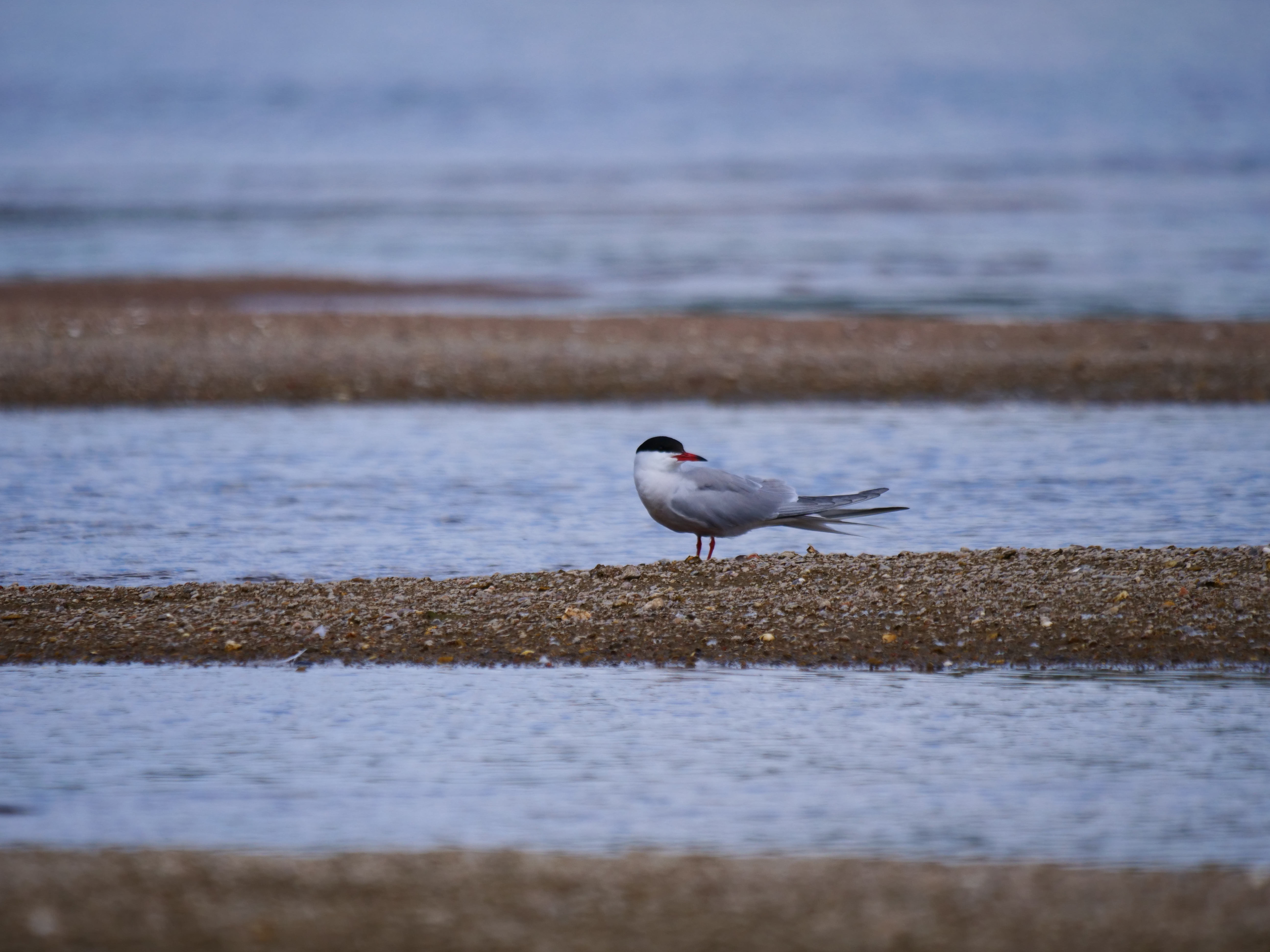 Sentinelles de la mer, observons les oiseaux !