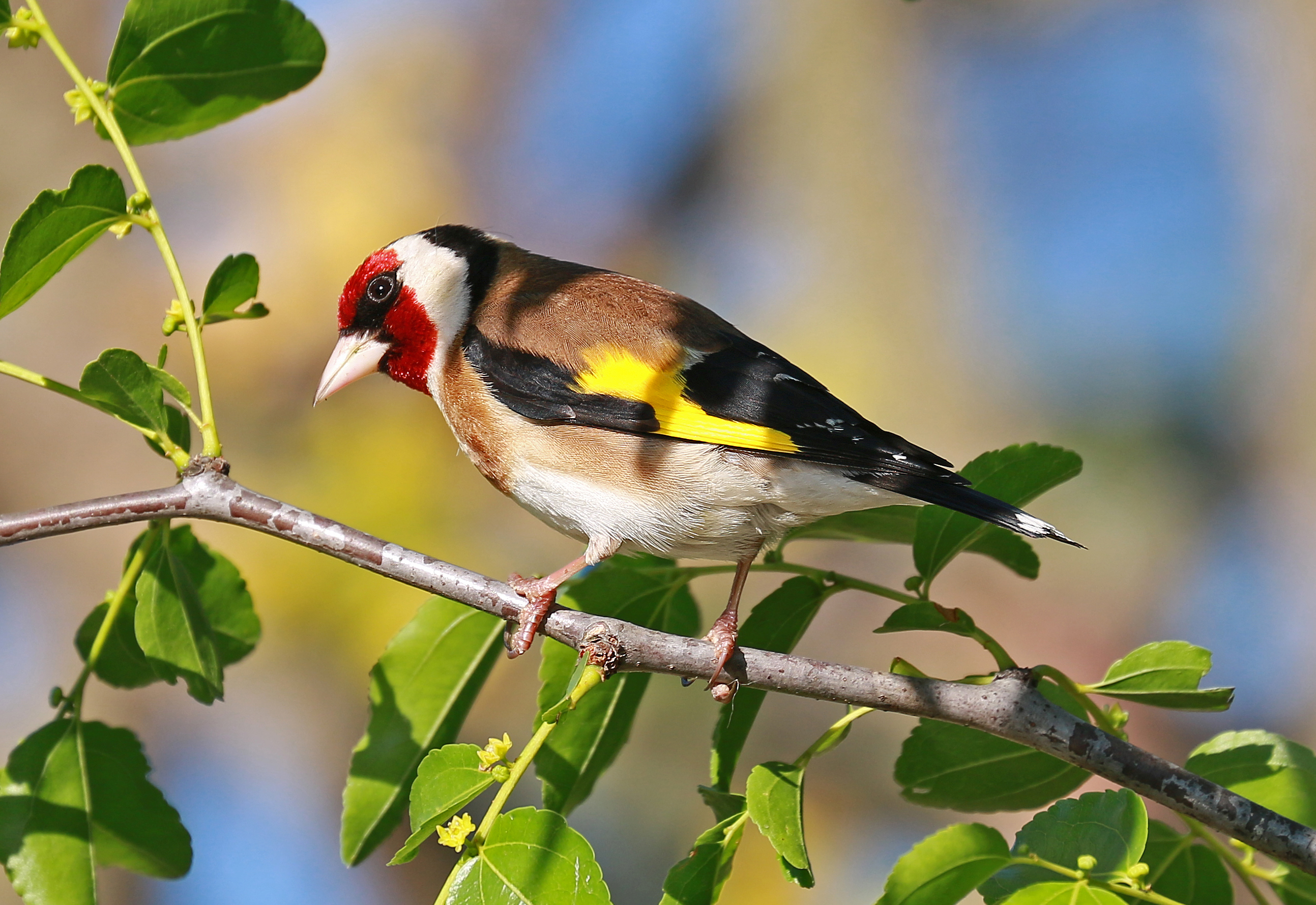 Chardonneret élégant © Gérard Duvert