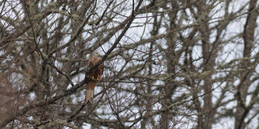 Milan royal perché dans un arbre