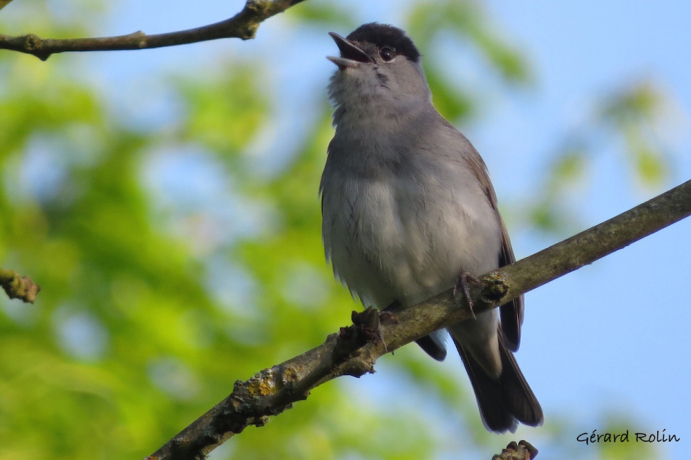 Fauvette à tête noire sur une branche