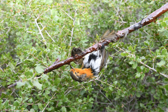 Rougegorge familier mort englué