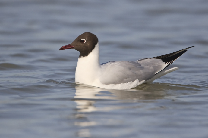 Mouette rieuse