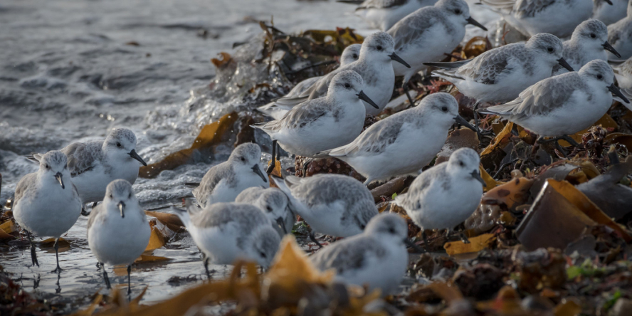 Groupe de Bécasseau sanderling dans les algues en bord de rivage