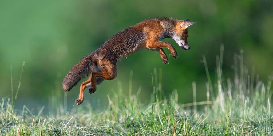Un renard fait un saut pour attraper une proie.