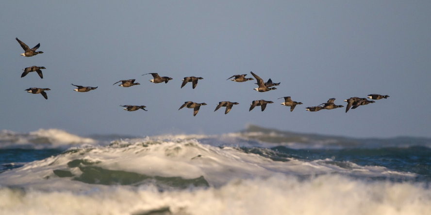 Vol de Bernaches cravants au dessus de la mer