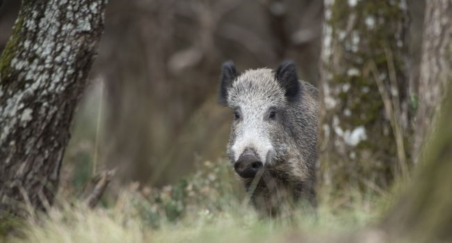 Sanglier à l'arrêt à demi caché derrière un arbre