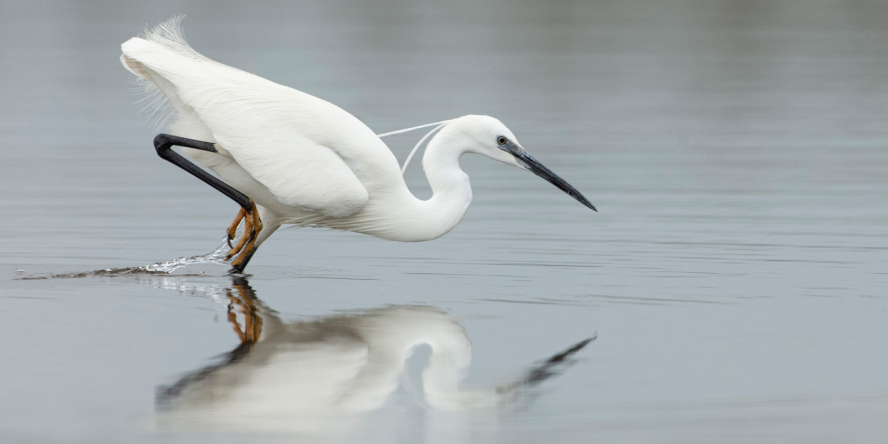 Aigrette garzette les pattes dans l'eau en train de pêcher