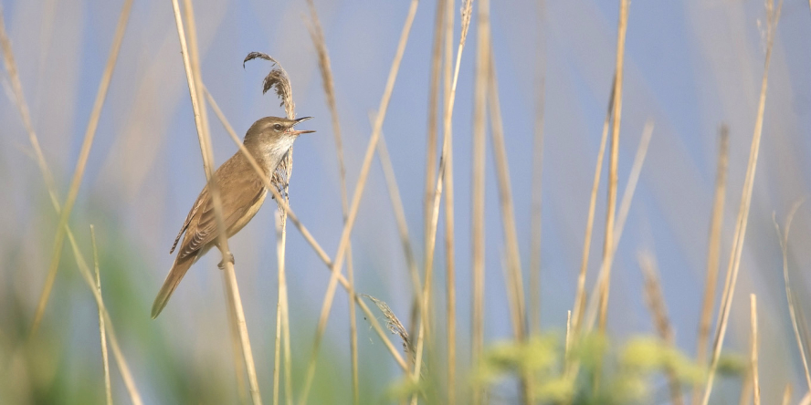 Rousserolle turdoide (Acrocephalus arundinaceus) - Crédit photo : Jean-Luc Pinaud