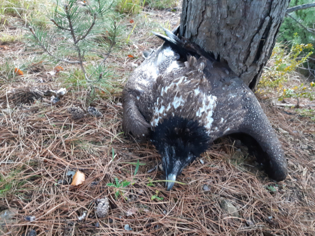 Cadavre du Gypaète barbu Dolomie, retrouvé le 11 octobre