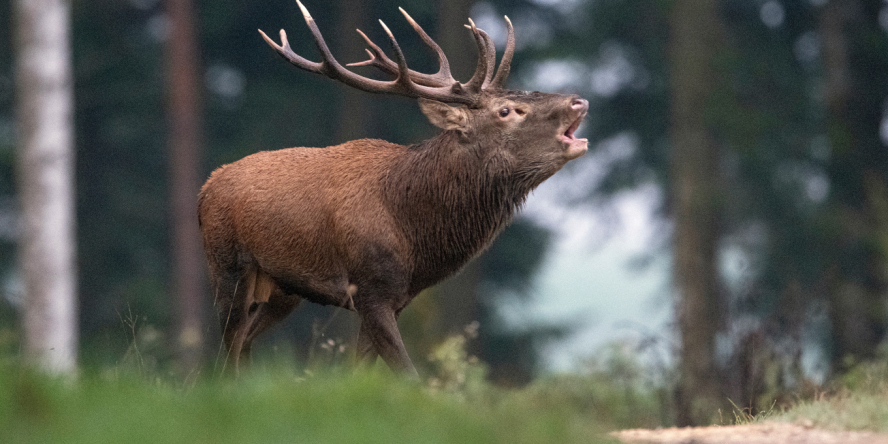 Cerf élaphe qui brame