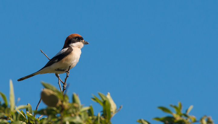 2027 Monitoring of Shrikes under the National Action Plan in Aude