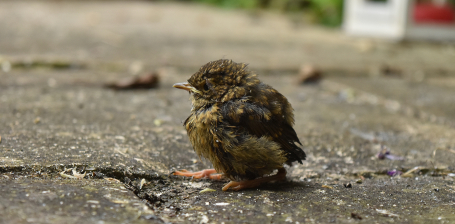 Rougegorge familier (Erithacus rubecula) juvénile non volant © Quentin Jourdan