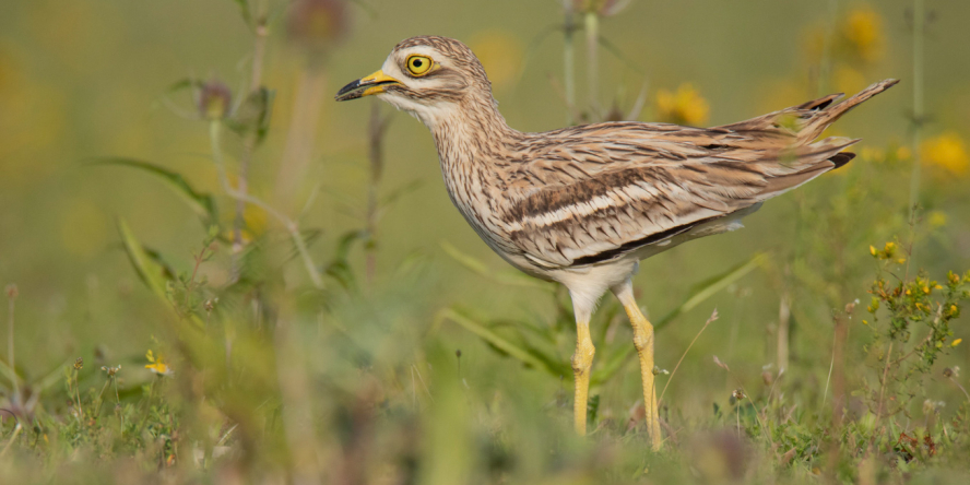 L'Œdicnème criard, oiseau menacé des plaines agricoles de Nouvelle ...