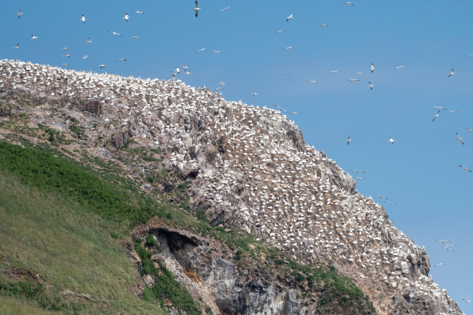 Fous de Bassan sur l'île