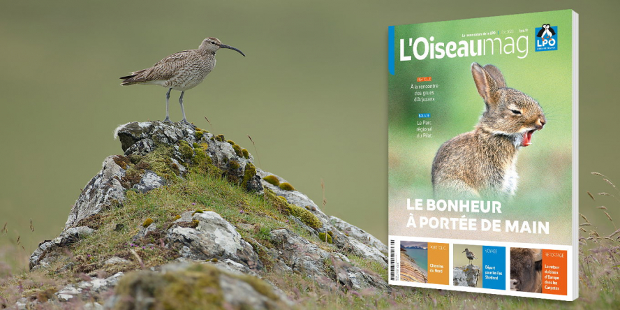 Courlis corlieux de profil posé sur un rocher et la couverture du magazine à droite