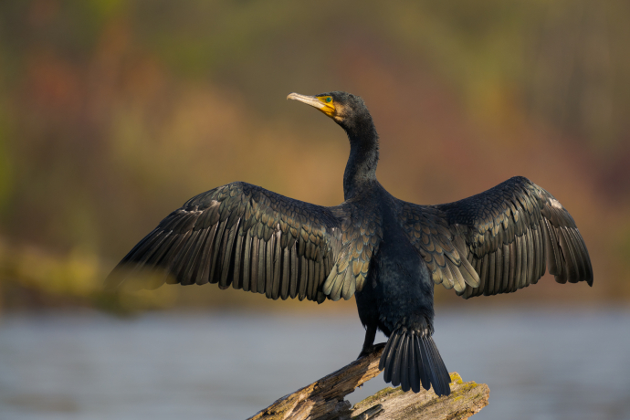 Grand cormoran les ailes déployées