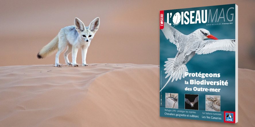 Visuel : Fennec + visuel de la couverture de l'OM n°146