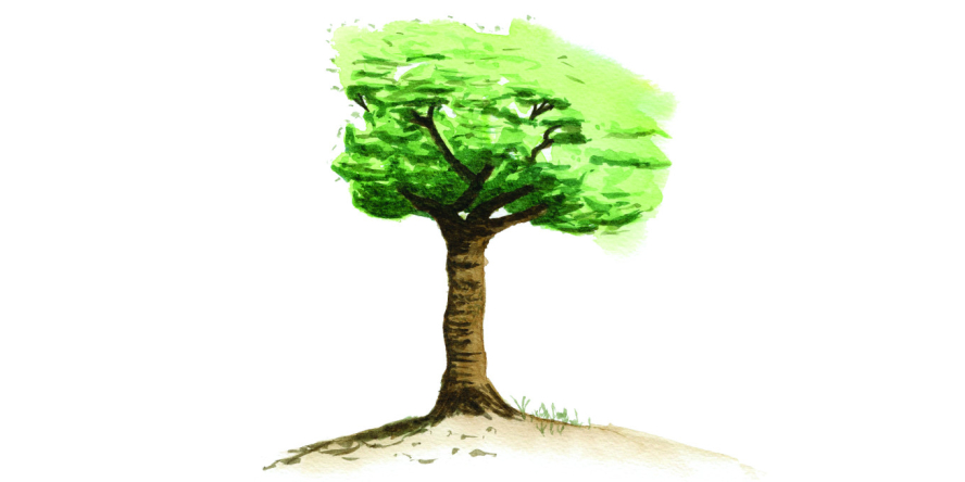 Dessine-moi un arbre - LPO (Ligue pour la Protection des Oiseaux) - Agir  pour la biodiversité