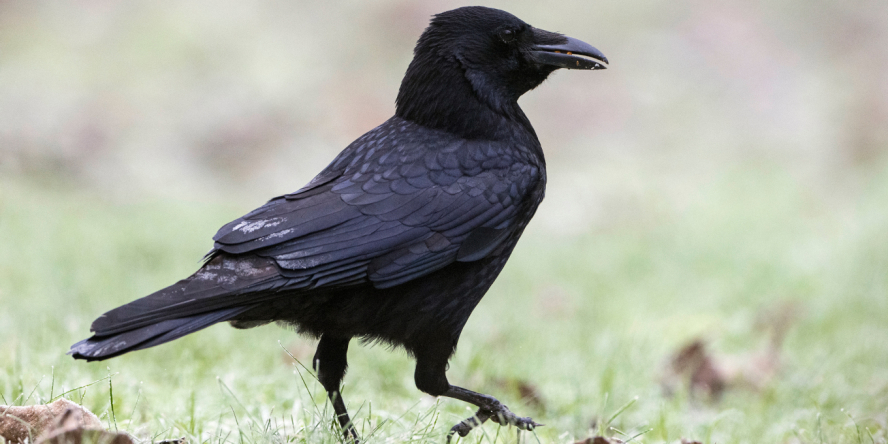 Corneille noire posée dans l'herbe