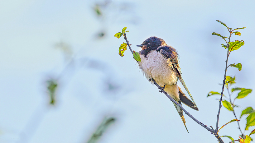 Hirondelle sur une branche