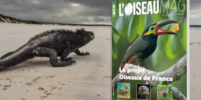 Couverture : Toucanet koulik - Crédit photo : Tanguy Deville (tanguydeville.net) // Photo : Iguane marin des Galapagos- Crédit photo : Sylvain Lefebvre