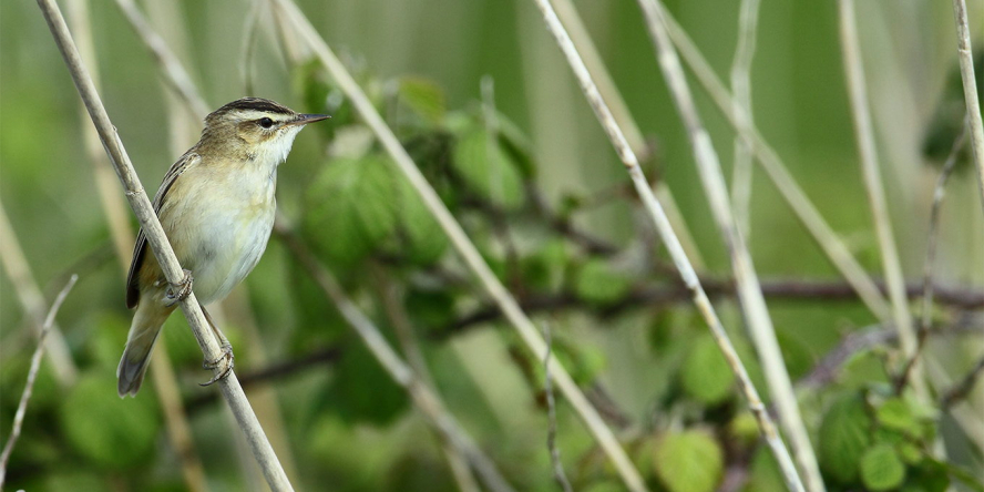 Phragmite des joncs de profil posé sur une branche dans la végétation basse.