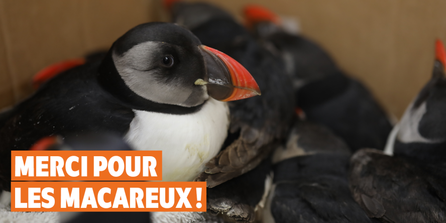 Macareux moines