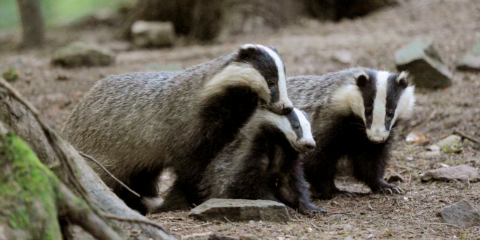 Famille de blaireaux dans la forêt