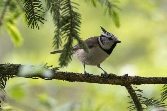 Mésange huppée sur une branche