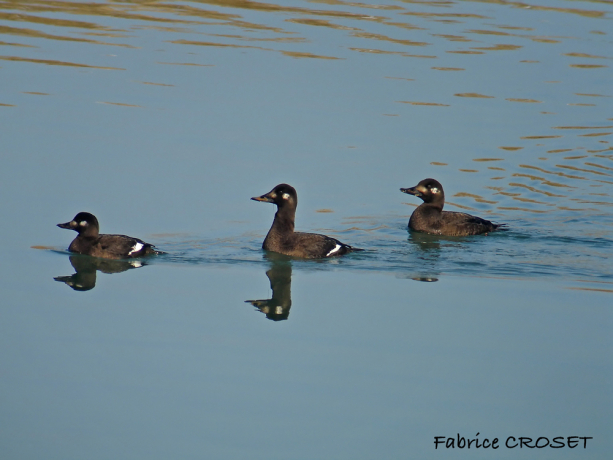 3 macreuses brunes dans l'eau