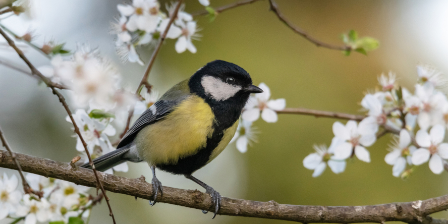 Mésange charbonnière posée sur la branche d'un arbre en fleur