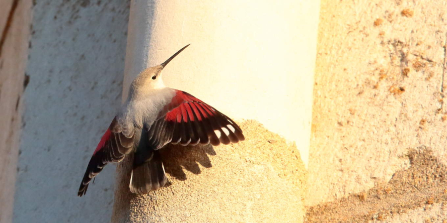 Tichodrome échelette (Tichodroma muraria) posé sur un édifice, les ailes déployées comme un papillon