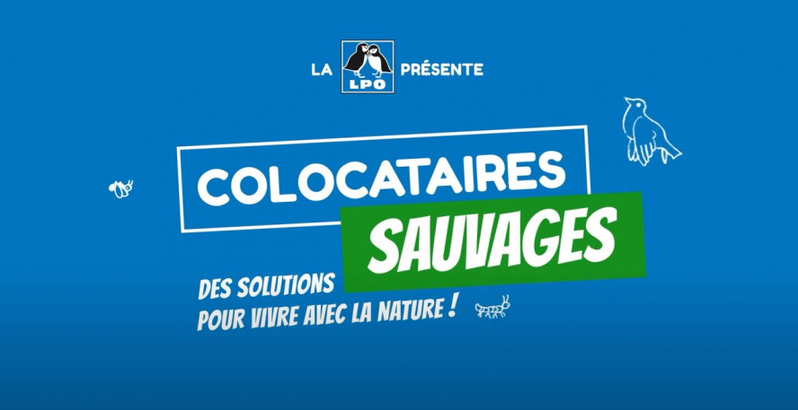 visuel de la vidéo "Colocataires sauvages"