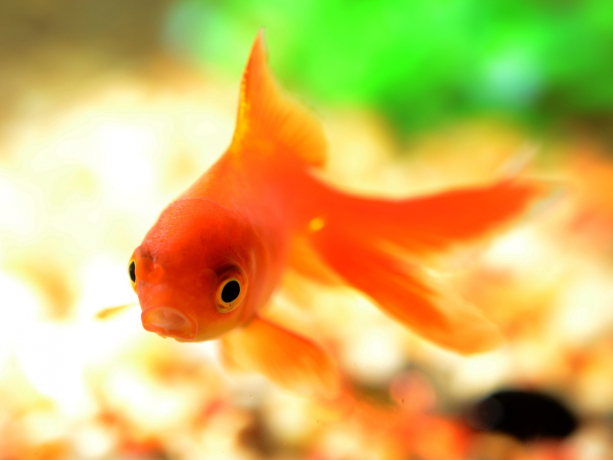 poisson rouge