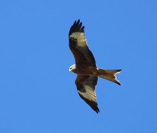 Red Kite Monitoring: Breeding Survey in Lozère in 2027