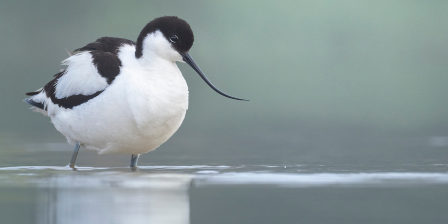 Avocette élégante de profil, les pattes dans l'eau