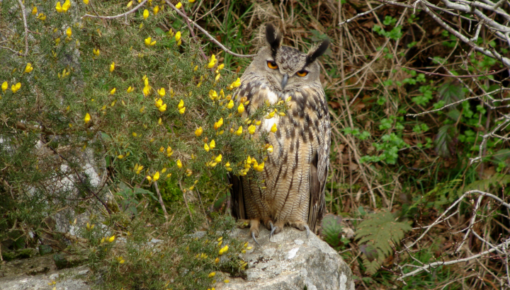 Hibou Grand Duc du Luberon – Oiseaux de la région du Luberon